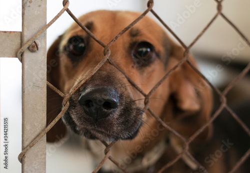 A brown dog alone, sad and abandoned behind the fence in a shelter.