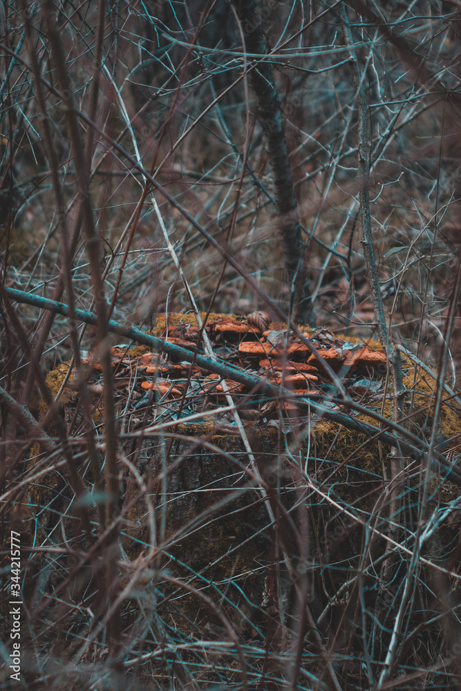 Fairy mushroom ring Fairy mushroom ring