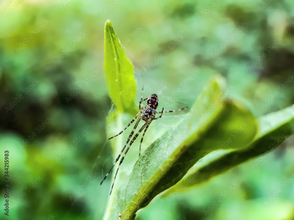 Gray color spider siting on the green trees and green background in the garden. Gray color spider siting on the green trees and green background in the garden.