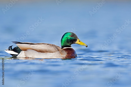 An adult male mallard (Anas platyrhynchos) swimming and foraging in a pond in the city of Berlin Germany. Photographed from a low-angle in the water.