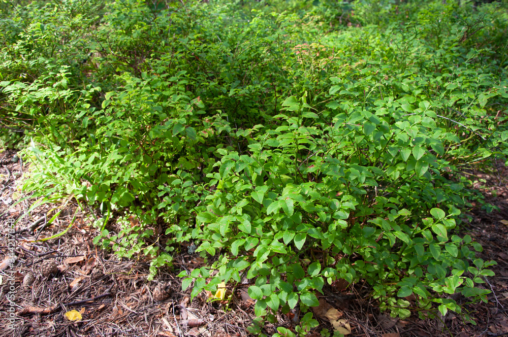 Young blueberries in the forest Young blueberries in the forest