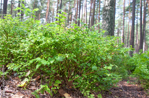 green leaves in the forest