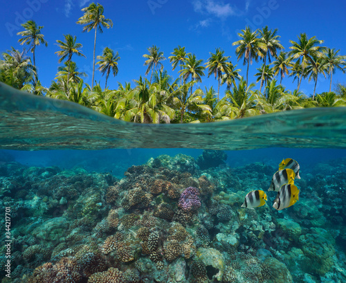 Fototapeta Naklejka Na Ścianę i Meble -  Coral reef with tropical fish underwater and green foliage of coconut palm trees, split view over and under water surface, French Polynesia, Pacific ocean, Oceania