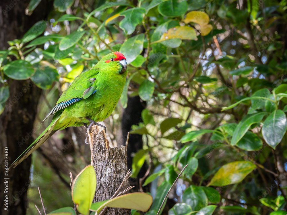 Rare native parrot in his natural habitat. Shot made on Ulva Island, Stewart Island (Rakiura) area, New Zealand