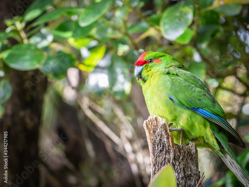 Rare native parrot in his natural habitat. Shot made on Ulva Island, Stewart Island (Rakiura) area, New Zealand photo