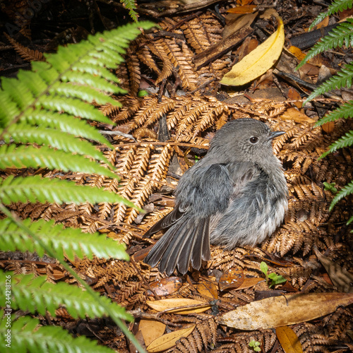 Native bird (Stewart Island Robin) nesting on the ground. Shot made on Ulva Island, Stewart Island (Rakiura) area, New Zealand photo