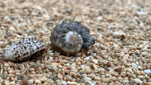 Hermit Crab walking in the Sand