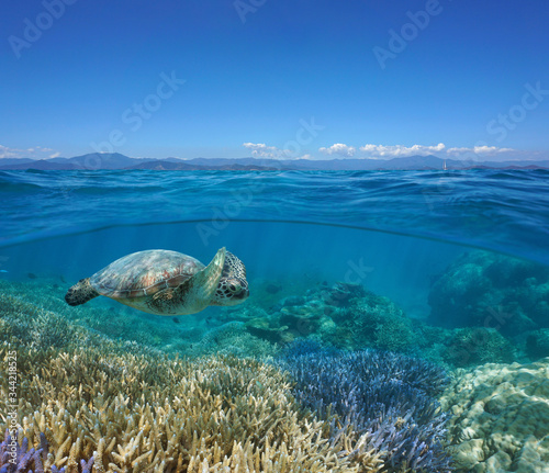 Fototapeta Naklejka Na Ścianę i Meble -  Seascape over and under water surface, coral reef with a green sea turtle underwater and the coast of Grande-Terre island at the horizon, south Pacific ocean, New Caledonia, Oceania