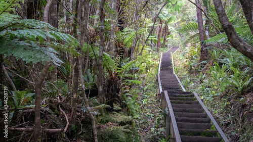 Staircase leading through dense forest / jungle. Shot made on Stewart Island (Rakiura), New Zealand