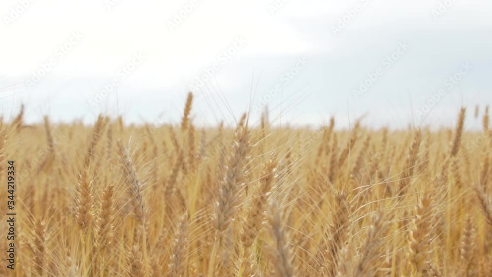 Yellow wheat ear on agricultural field
Crane and Dolly Shot Over Wheatfield Yellow wheat ear on agricultural field
Crane and Dolly Shot Over Wheatfield
