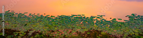 A large group of lotus leaves On the water surface, in the evening.The beauty of lotus leaves in the reflection in the pool.On dark light, selection focus.