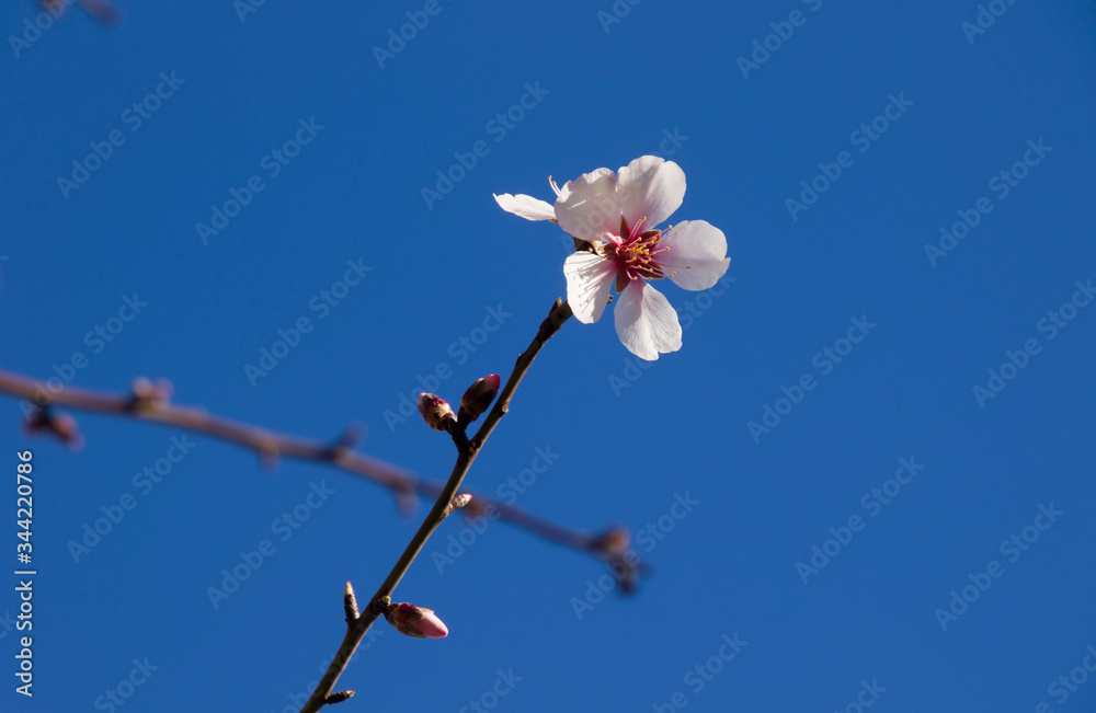 El aviso de que la primavera está al llegar.
Primavera anticipada. El aviso de que la primavera está al llegar.
Primavera anticipada.