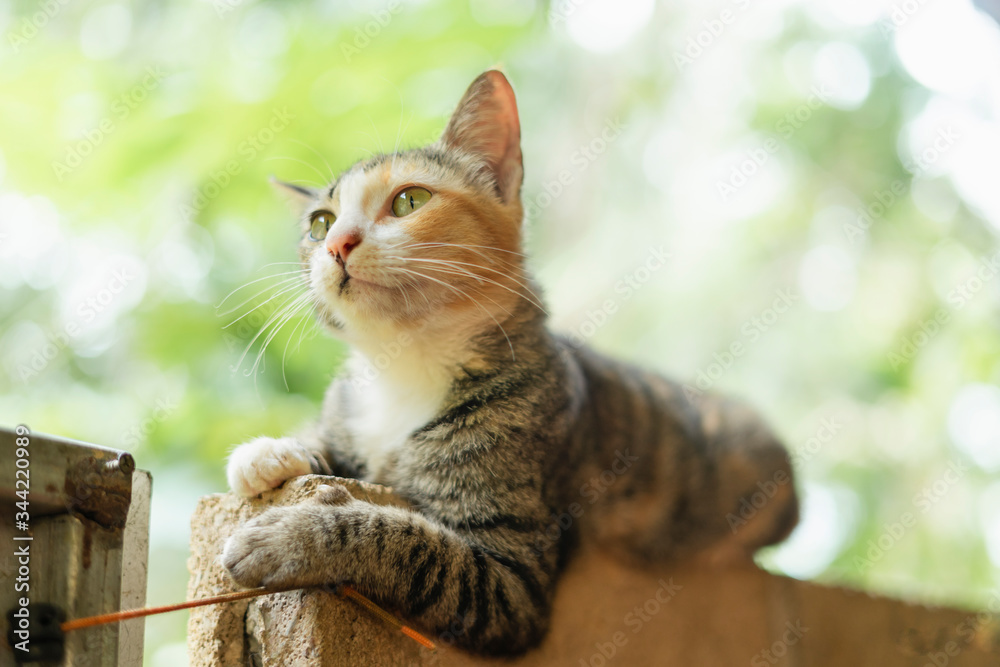 A lovely cat for pets concept. A lovely cat for pets concept.