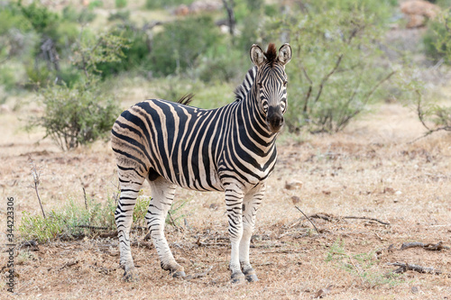 One zebra standing and looking at the camera in Mapungubwe National Park, South Africa