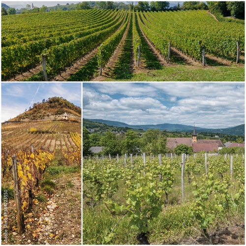 Mise en page des vignobles du Bugey en région Auvergne-Rhône-Alpes.