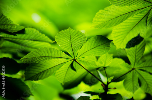 Chestnut tree's leaves with greenery in background. Leaves Wallpaper at spring time.