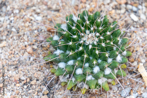 Quadro su tela Mammillaria compressa or nickname mother of hundreds cactus is a species of cactus native to Mexico
