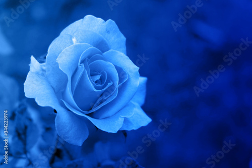 Fototapeta Naklejka Na Ścianę i Meble -  beautiful blue rose background,wallpaper,copy space