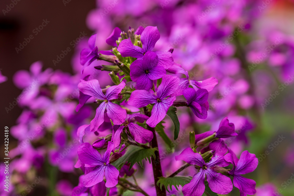 Obraz premium pink flowers in the garden