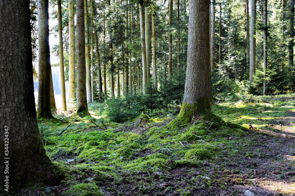 Fototapeta premium Der sommer im Schwarzwald