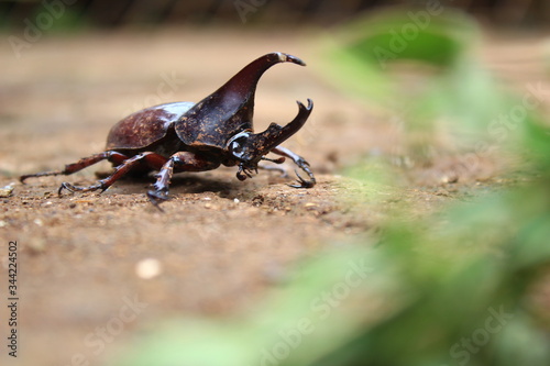 Rhinoceros Beetle - Arthropoda-Rhinoceros beetles have become popular pets in parts of Asia.