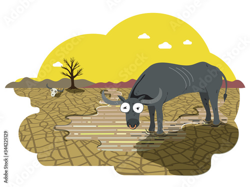Skinny water buffalo drinking water in a puddle under hot sun, drought farmland with cracked surface of dried mud. Global warming concept illustration
