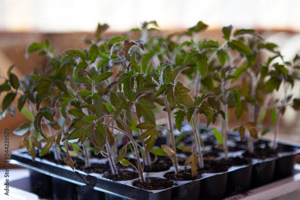 young tomato sprouts in a plastic container by the window with sunlight