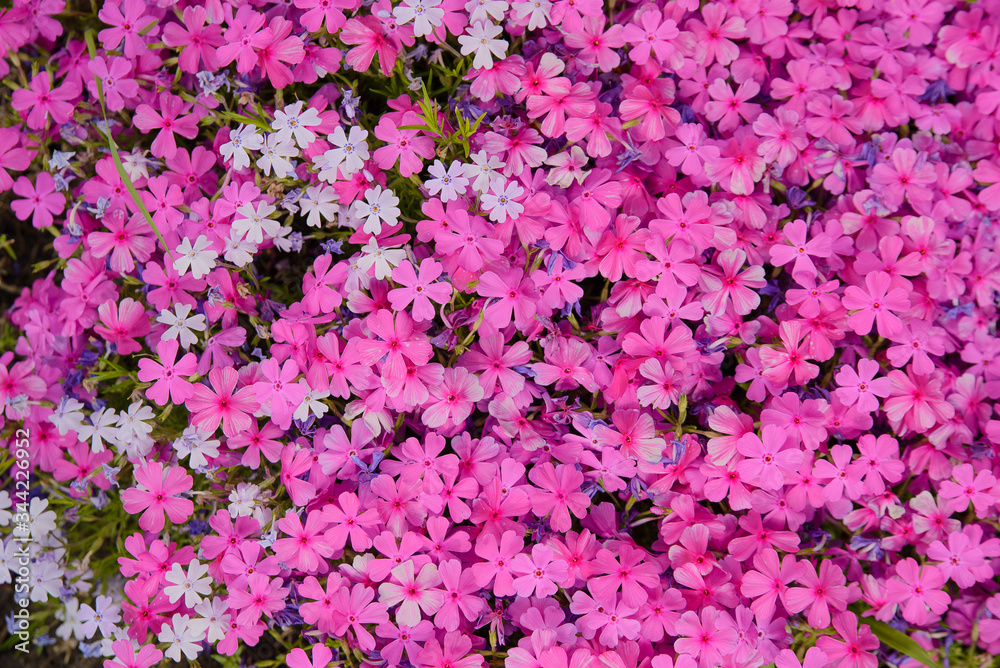 Awl-shaped phlox of pink white color, texture, many small flowers in spring