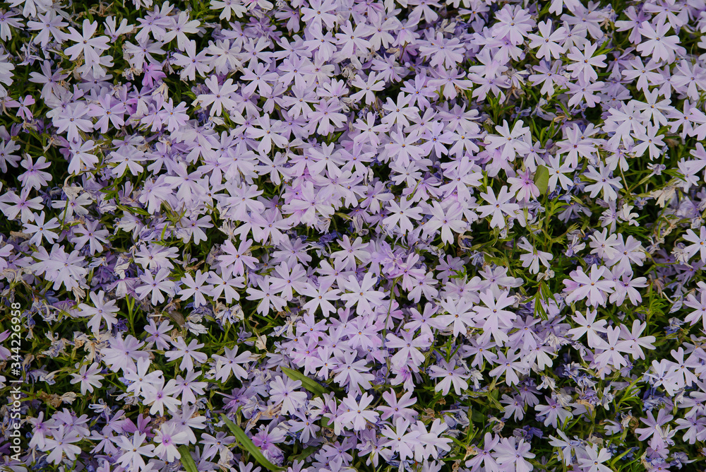 Alove-shaped phlox of lilac color, texture, many small flowers in spring