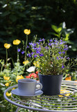 Vertical Image: a Cup of Drink and Beautiful Blue Lobelia Plant are on Elegant Table in Blossom Garden. Time to Relax.