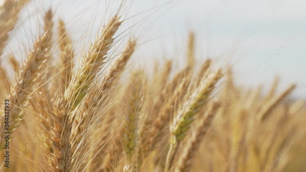 Yellow wheat ear on agricultural field
Crane and Dolly Shot Over Wheatfield Yellow wheat ear on agricultural field
Crane and Dolly Shot Over Wheatfield