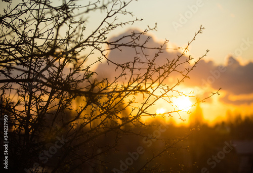 Spring.Brunches with buds of tree and yellow sky.