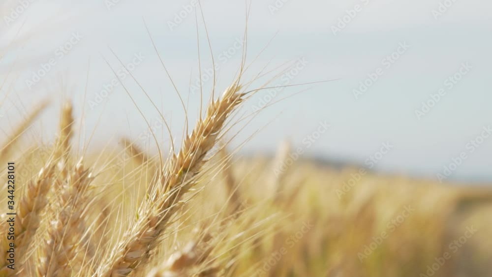Yellow wheat ear on agricultural field
Crane and Dolly Shot Over Wheatfield Yellow wheat ear on agricultural field
Crane and Dolly Shot Over Wheatfield