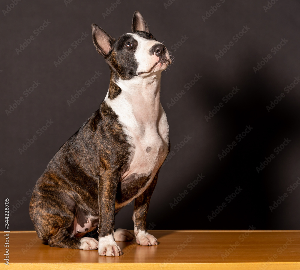 Bull terrier breed dog in studio on black background