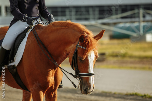 Unknown rider in action on a dressage horse. An abstract shot of a horse during a competition.Lovely girl jockey sitting in the saddle on a horse shooting close-up. 