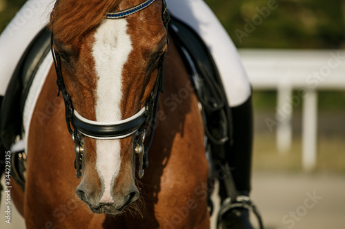 Unknown rider in action on a dressage horse. An abstract shot of a horse during a competition.Lovely girl jockey sitting in the saddle on a horse shooting close-up. 