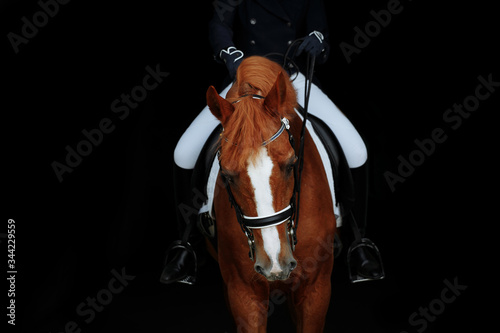 Red dressage horse of pure breed portrait on black background. Girl sitting on horse  photo