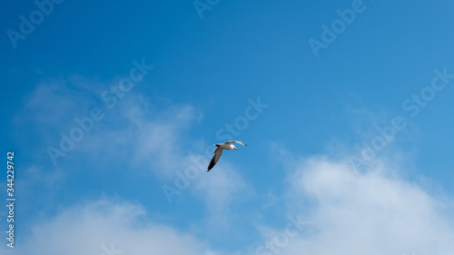 seagull in the sky flying, california