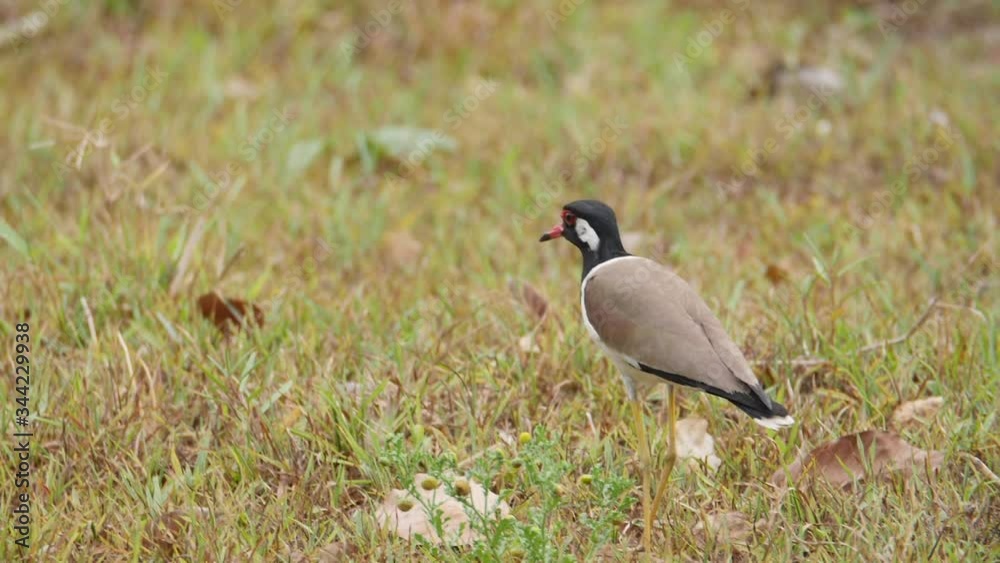 wildlife birds living in nature field, tree and forest habitat life of birds, animals life wildlife birds living in nature field, tree and forest habitat life of birds, animals life