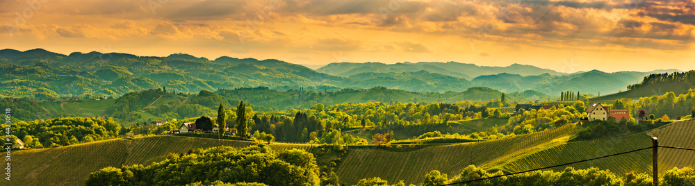 Panorama of South Styria Vineyards landscape near Austria - Slovenia border. View at Vineyard fields in sunset in spring.
