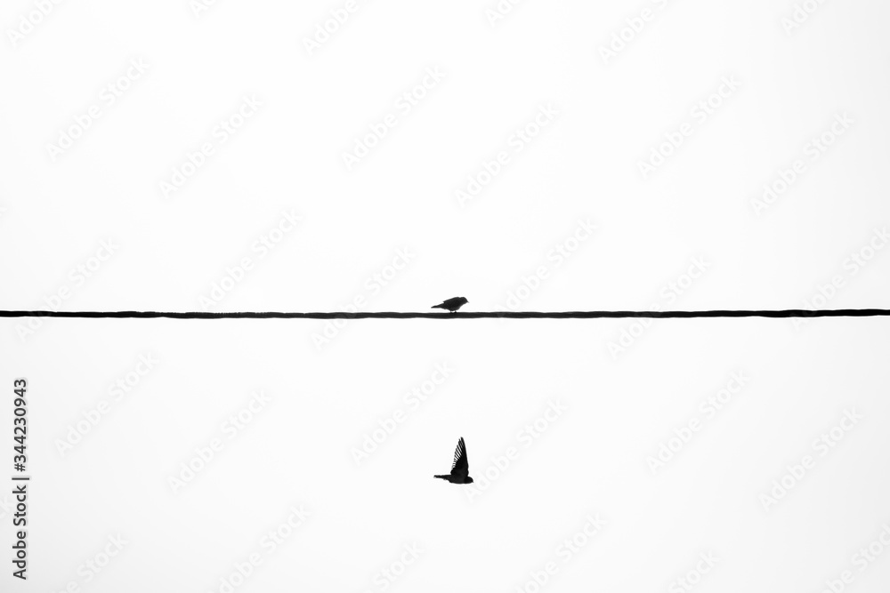 Two Birds, one frame. Two Birds, one frame.