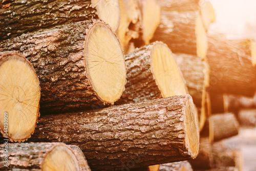 Картината върху платно Woodpile fresh cut pine logs at sawmill factory