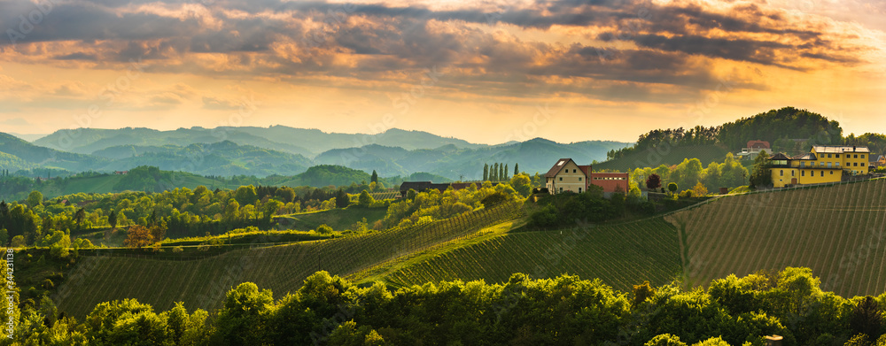 Panorama of South Styria Vineyards landscape near Austria - Slovenia border. View at Vineyard fields in sunset in spring. - obrazy, fototapety, plakaty 