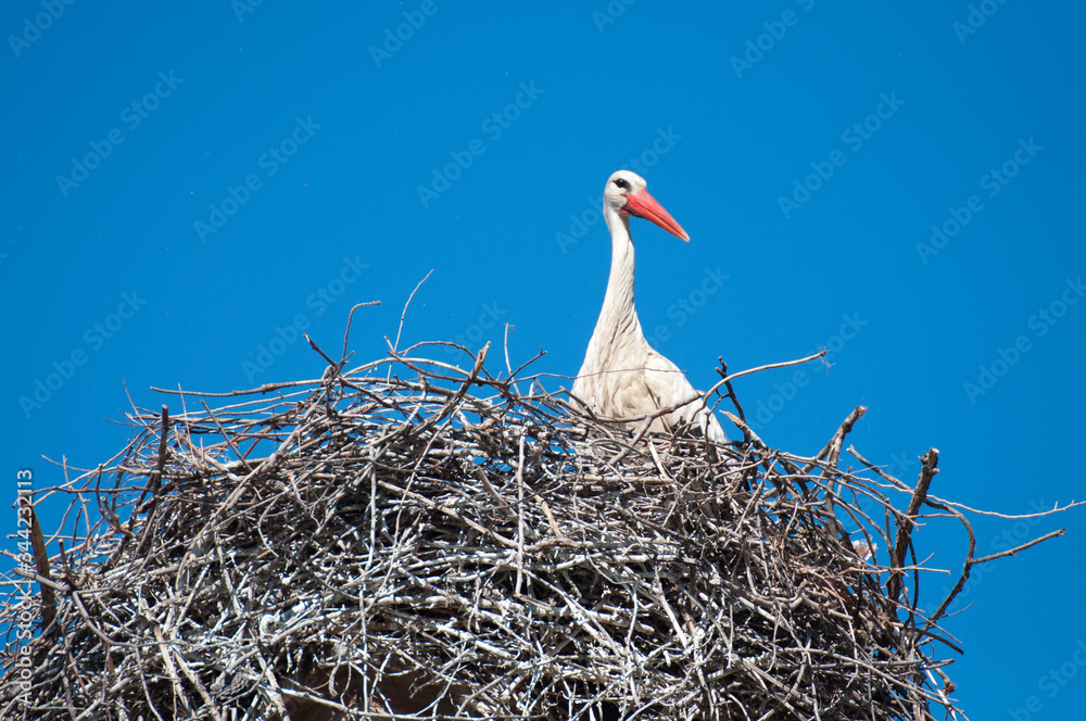 Fototapeta premium A white stork in its nest at the top of a battlement.