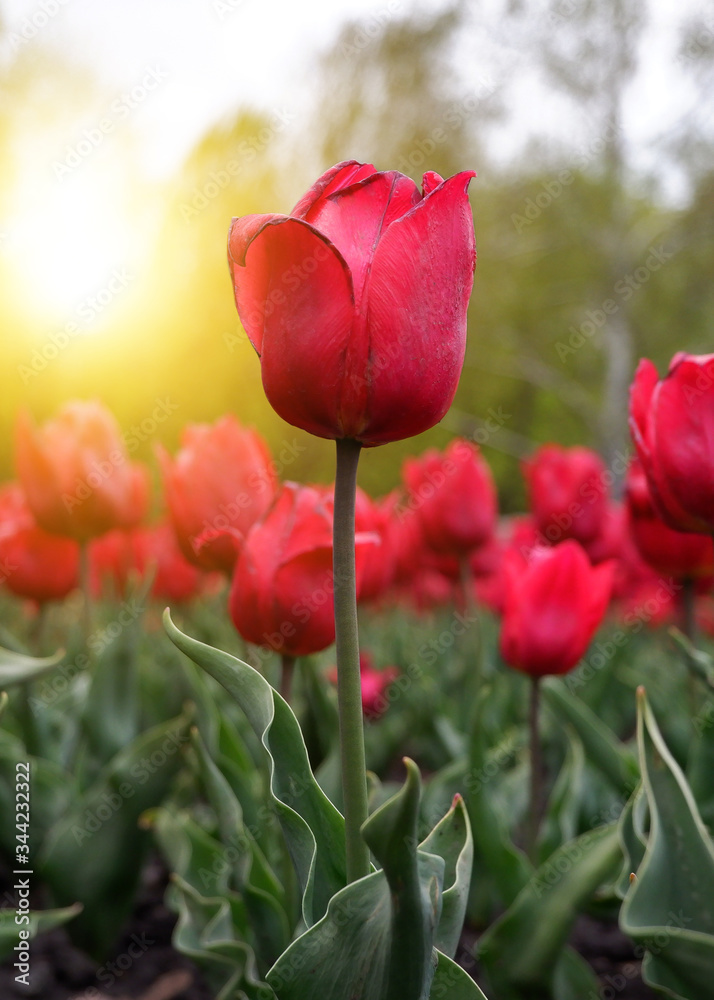 Beautiful floral background of bright red Dutch tulips blooming in the garden in the middle of a sunny spring day with a landscape of green grass and blue sky Beautiful floral background of bright red Dutch tulips blooming in the garden in the middle of a sunny spring day with a landscape of green grass and blue sky
