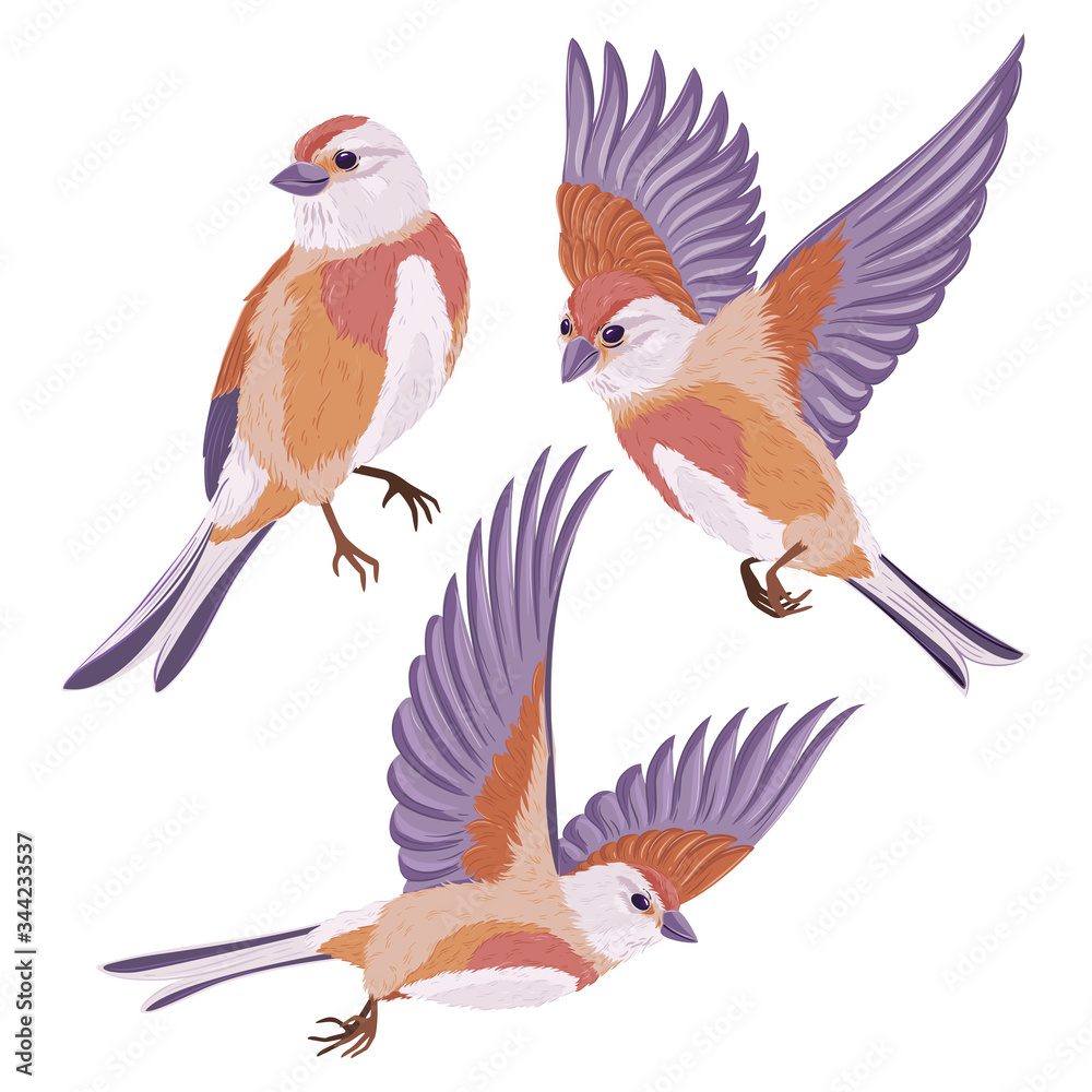 Cartoon birds collection Cartoon birds collection