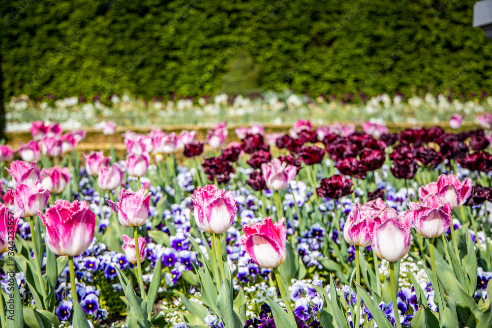 flowers in spring