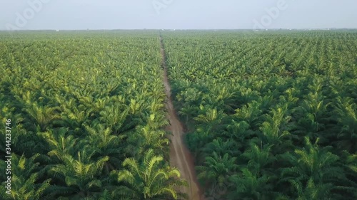 Aerial view oil palm land, hectar plantation palm oil. Sawit plantation in Indonesia