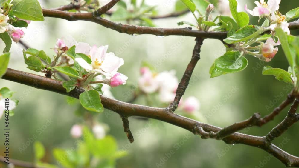 close-up view of a blooming Apple Bud in spring. close-up view of a blooming Apple Bud in spring.