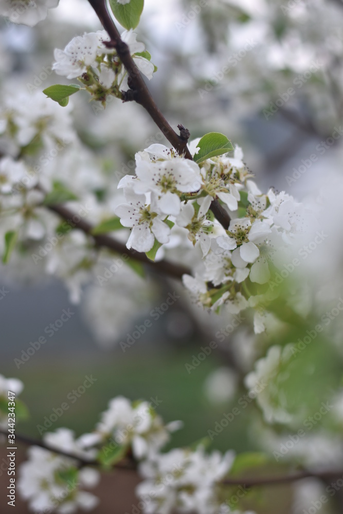 beautiful spring tree branch with white flowers, pear tree